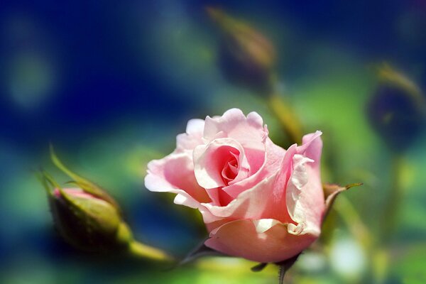 Нежная красивая роза, макро снимок