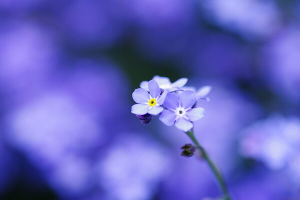 Blue forget-me-not on a lilac background