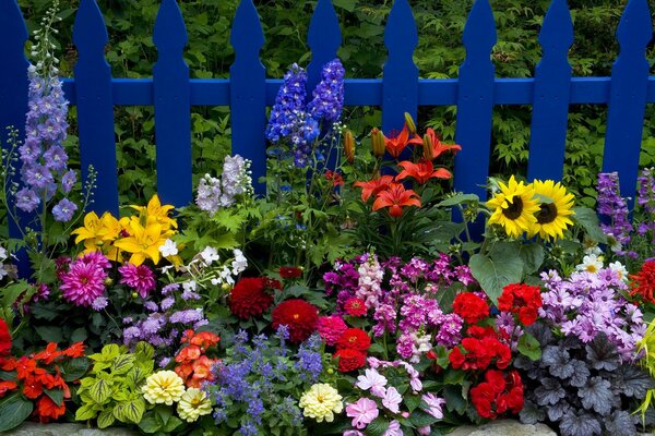 Jardin avec des fleurs dahlias et tournesols