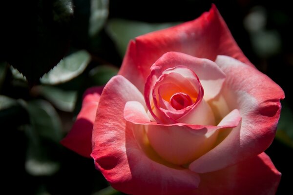 Primo piano del fiore della rosa