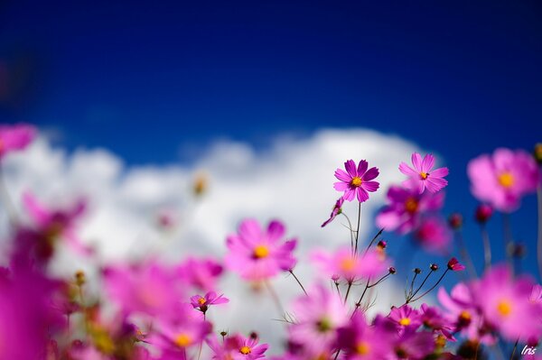 Fleurs sur fond de nuages blancs