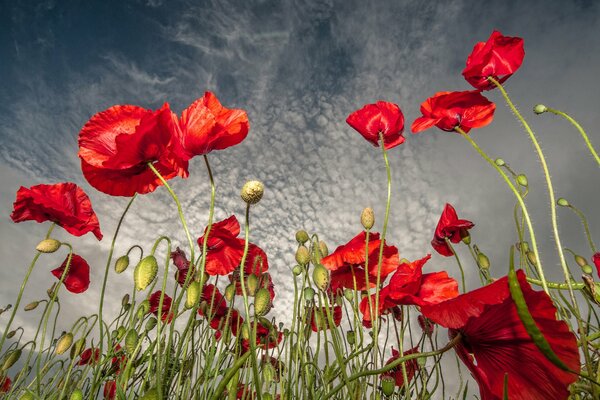 Poppies against a cloudy sky