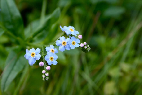 A branch of blue forget-me-nots