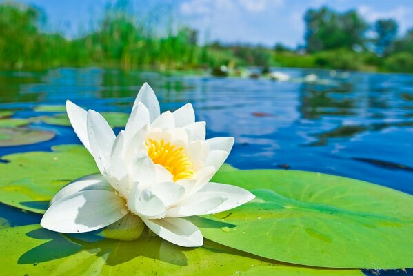 Fleur de nénuphar parmi l eau