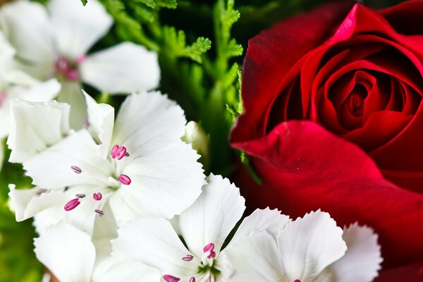 Bouquet of roses with white flowers