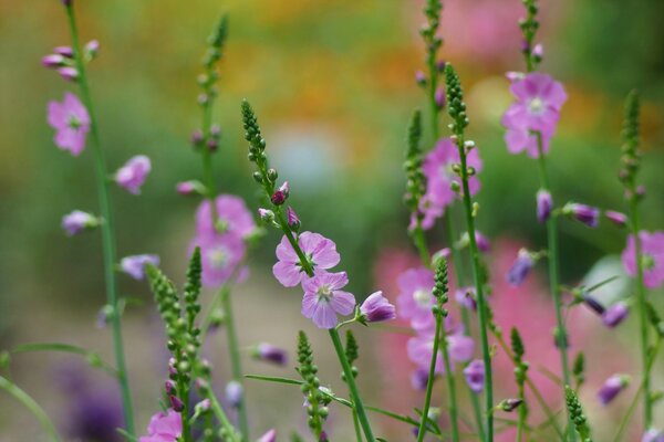 Wildflowers in macro photography