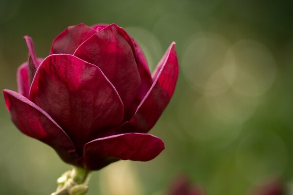 Blühende Magnolie mit rosa Farbe