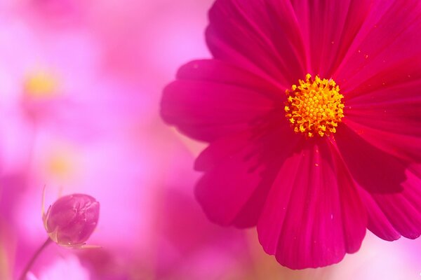 Pączek i kwiat cosmea na różowym tle