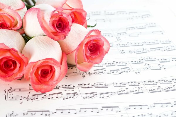 Fleurs roses. Boutons roses sur les notes