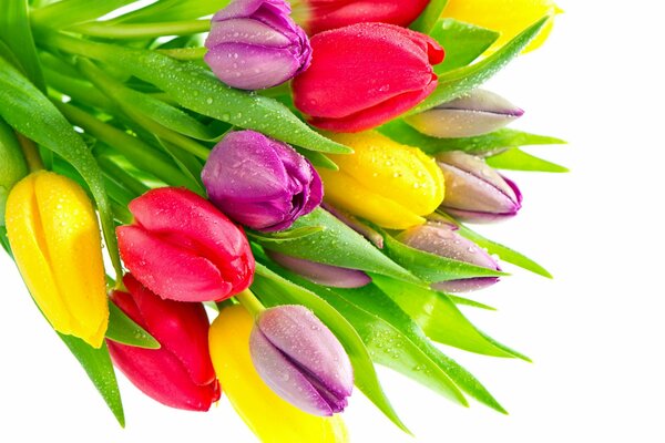 Bouquet multicolore de tulipes avec des gouttes de rosée