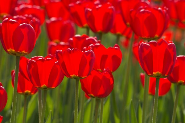 Dutch tulips in a natural environment