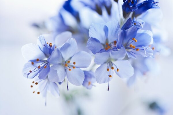 Blue flowers on a blurry background