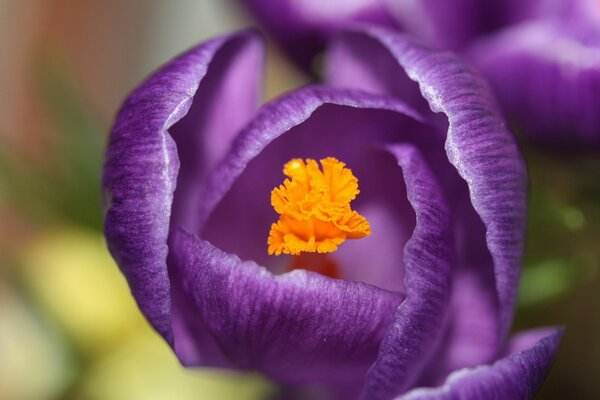 Photo of spring purple crocus