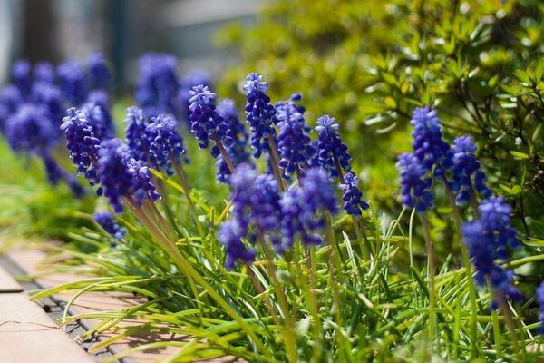 Fiori viola-blu su uno sfondo di erba verde