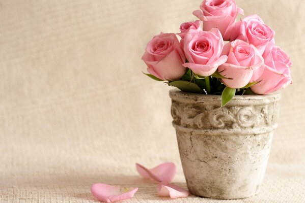 Blütenblätter von zarten rosa Blüten wurden von einem Blumenstrauß in einem Topf geduscht