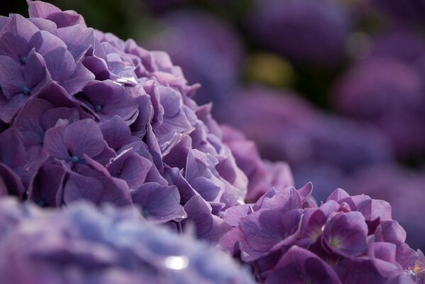 Foto de Hortensia Bush macro