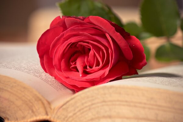 A scarlet rose on an open book