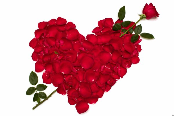 Coeur rouge de pétales de rose