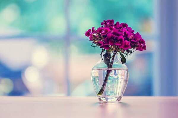 A blunt carnation in a vase