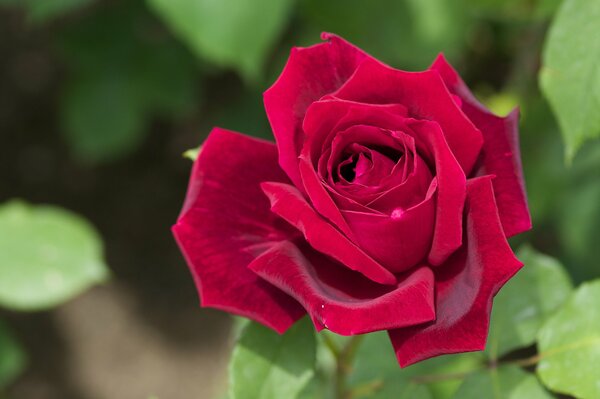 Rote Rose mit Samtblättern