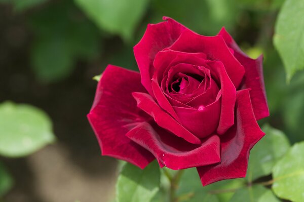Red rose with velvet petals