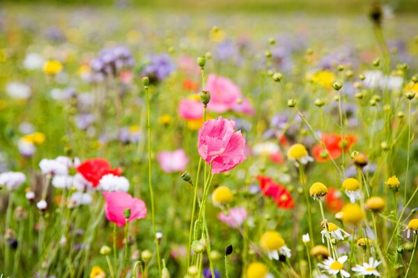 Modestas flores silvestres en flor