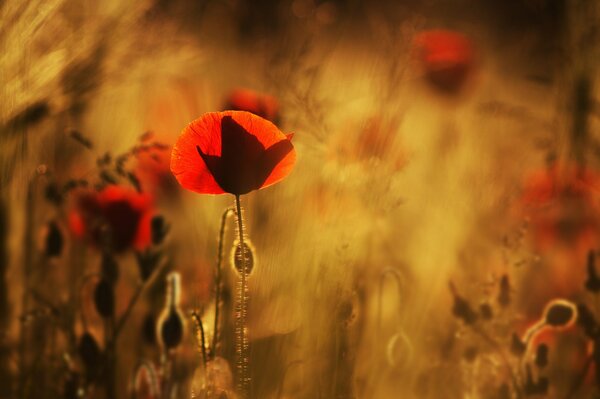 Schöne Mohnblumen auf einem verschwommenen Foto