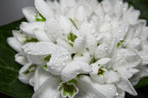 Perce-neige de printemps blanc avec des gouttes de rosée