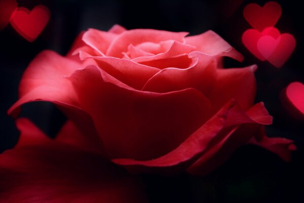 Grande rose entourée de coeurs rouges