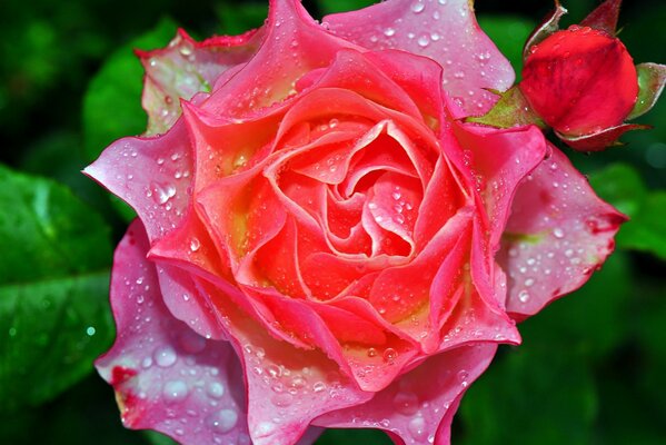 L affascinante bellezza della rosa nella fotografia macro