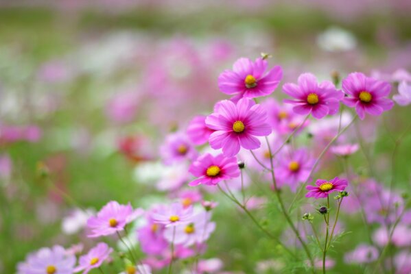 Fiori nel campo. immagine sfocata