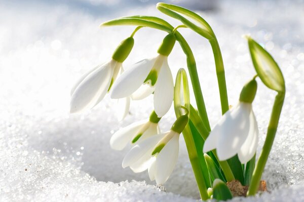 Snowdrop petals pierced through the snow that has not melted