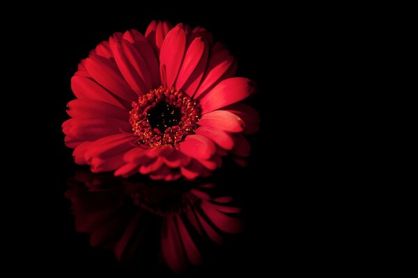 Flor roja sobre fondo negro