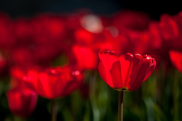 Flowers tulips bright red