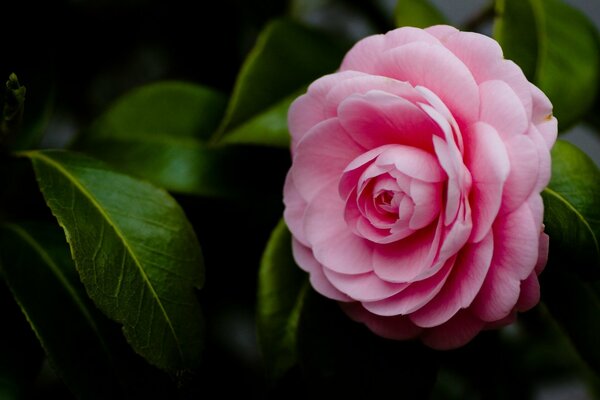 Camélia rose sur fond vert