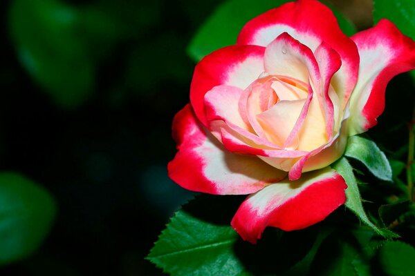 Knospe einer rot-weißen Rose im Grün