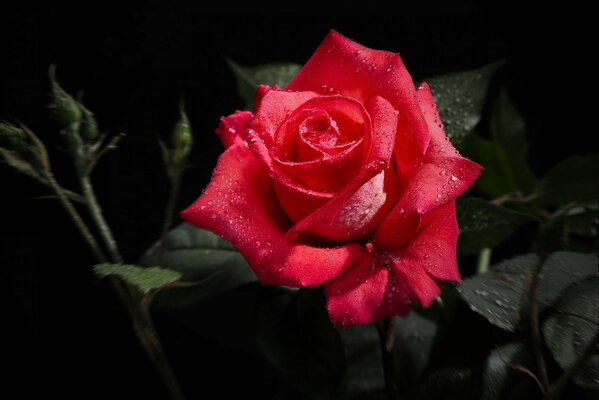 Rosa scarlatta nelle gocce di rossa