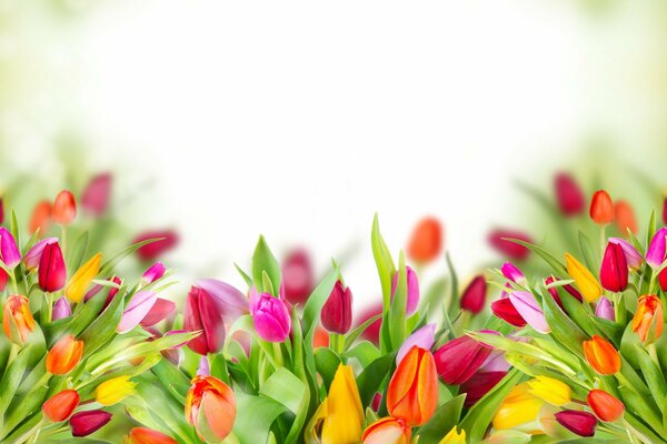 Tulipes multicolores avec des feuilles vertes