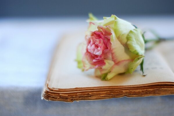 A white rose with a pink border around the edge on an old book