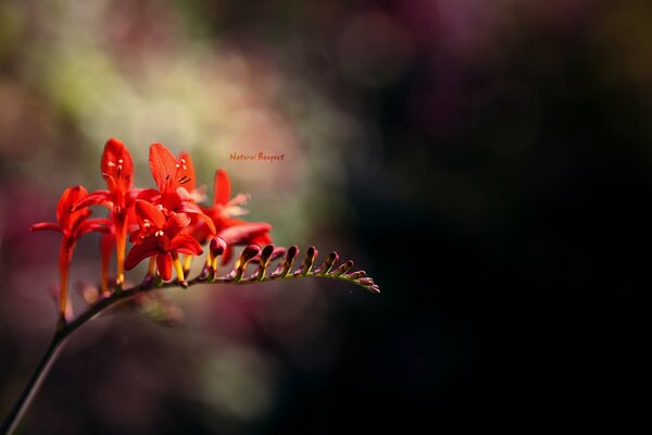 Riflessi del sole in rosso