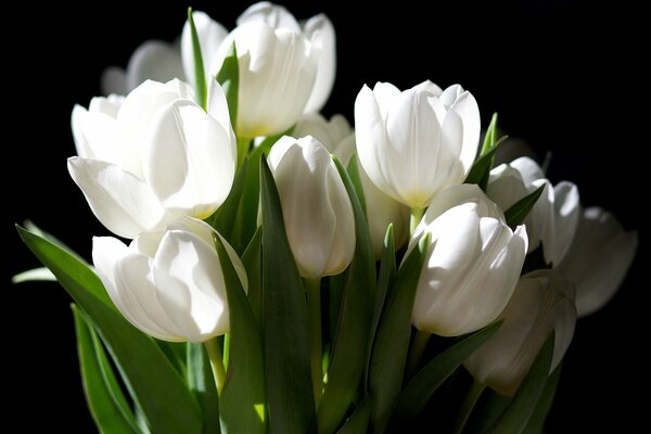 Un ramo de tulipanes blancos sobre un fondo oscuro