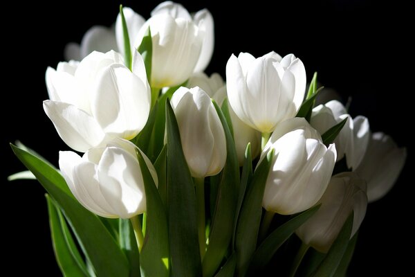 Bouquet de tulipes blanches sur fond sombre