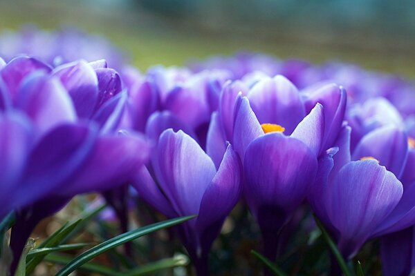 Spring flowers crocuses purple