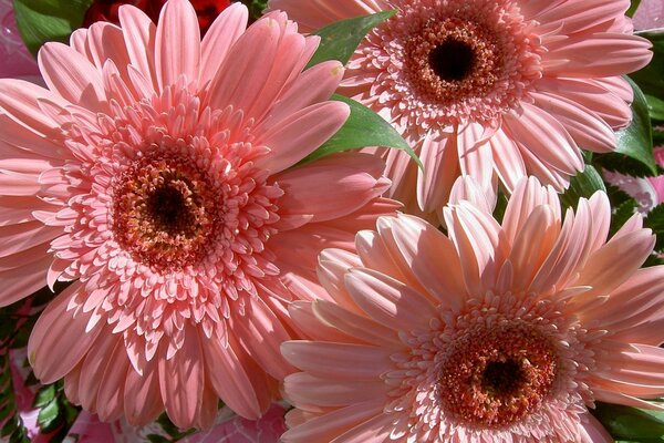 Rosa flores delicadas ramo de gerbera