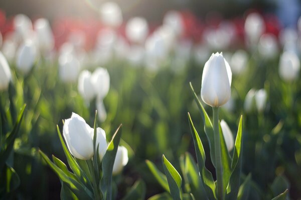 Białe tulipany, czerwone spowite ciepłem wiosennego słońca