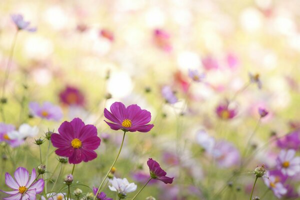 Flores Rosadas y blancas de cosmea en el campo