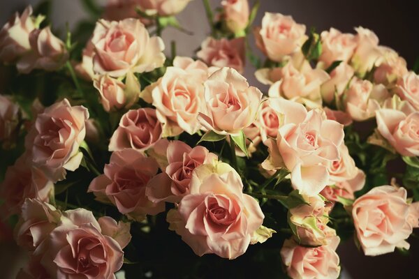 Blühende Knospen von gelbrosa Rosen