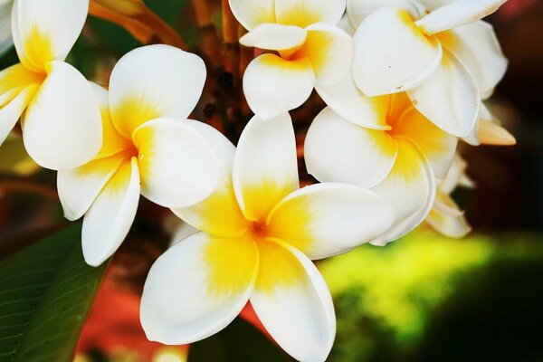 Flowers of petals with green leaves