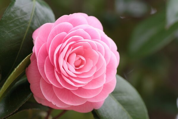 Fiore di camelia rosa su sfondo verde