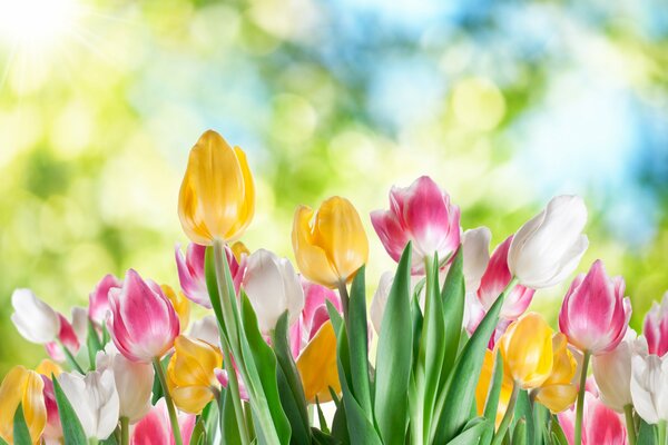 Tulipanes de primavera hermosas flores